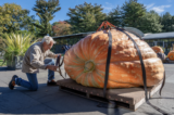 A person attaches straps to a giant orange pumpkin on a sunny day